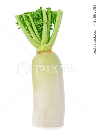 fresh white radish isolated on white background 33663382