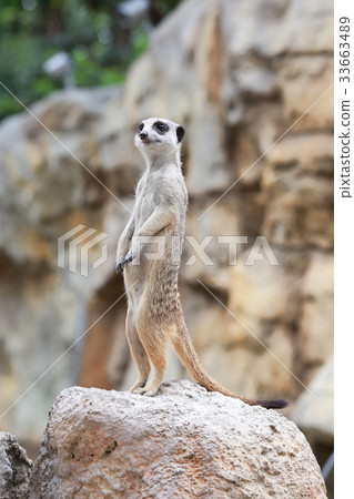 meerkat 33663489