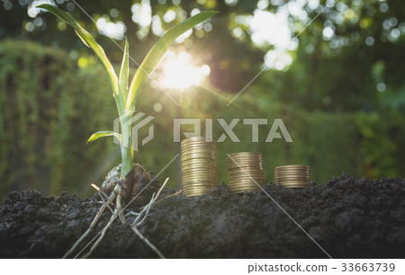 Young green plant with stack coin on ground 33663739
