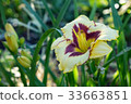 Day-lily aka Hemerocallis 33663851
