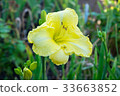 Day-lily aka Hemerocallis 33663852