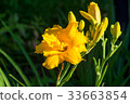 Day-lily aka Hemerocallis 33663854