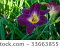 Day-lily aka Hemerocallis 33663855