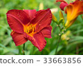 Day-lily aka Hemerocallis 33663856
