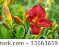 Day-lily aka Hemerocallis 33663859