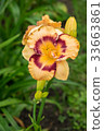 Day-lily aka Hemerocallis 33663861