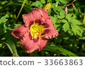 Day-lily aka Hemerocallis 33663863