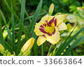 Day-lily aka Hemerocallis 33663864