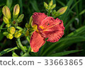 Day-lily aka Hemerocallis 33663865