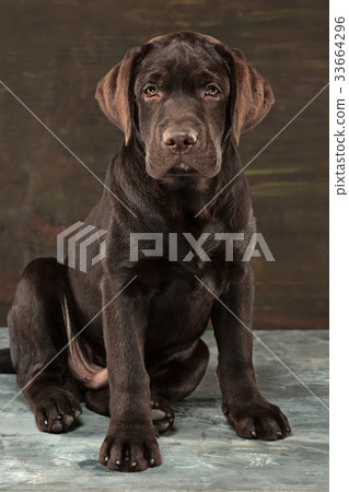 The portrait of a black Labrador dog taken against The portrait of a black Labrador dog taken against 33664296