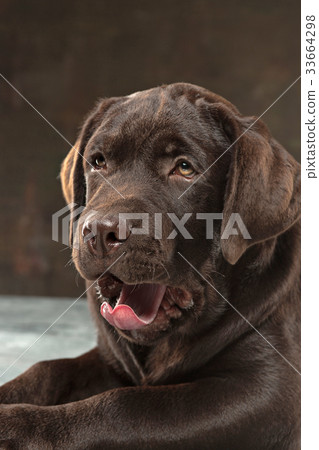 The portrait of a black Labrador dog taken against 33664298