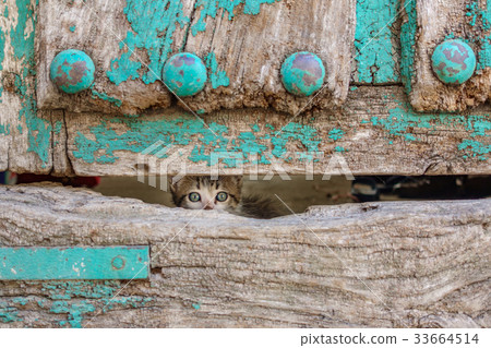 Small kitty through old wooden door hole Small kitty through old wooden door hole 33664514