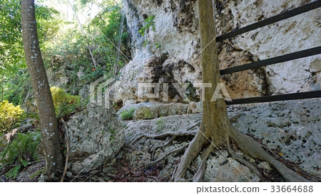 tropical landscape 33664688