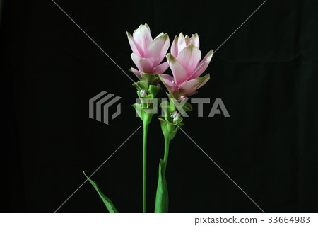 莪 莪 33664983