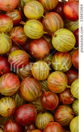 Top view of the green and red gooseberry fruit. 33665064