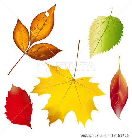 Set of colorful autumn leaves. Vector illustration 33665276