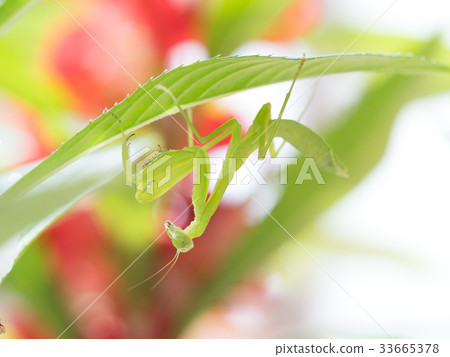 螳螂 螳螂 33665378