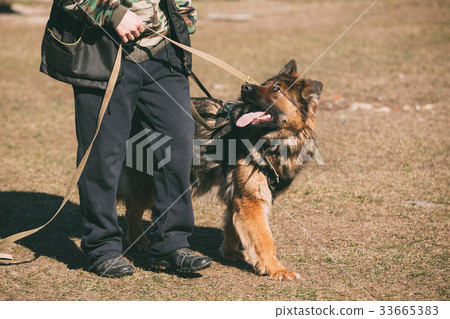 German Shepherd On Obedience Dog Training 33665383