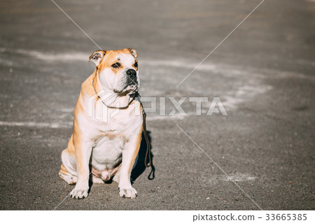 Ca de Bou or Perro de Presa Mallorquin, Molossian Ca de Bou or Perro de Presa Mallorquin, Molossian 33665385