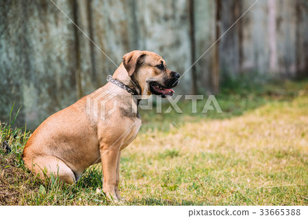 Ca De Bou Or Perro De Presa Mallorquin Puppy Sit 33665388
