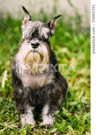 Miniature Schnauzer Dog Or Zwergschnauzer Sitting 33665391