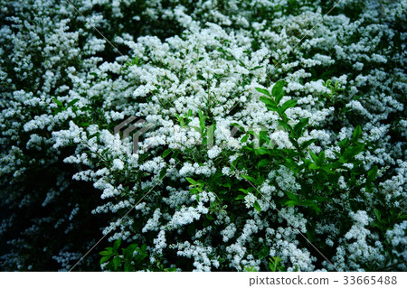 Silver prepet flowers 33665488