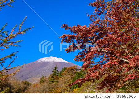 [Shizuoka Prefecture] Fuji, which receives the morning sun and morning sun of the first crown snow 33665609