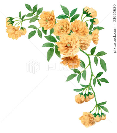 蛾玫瑰頂部框架材料 33665620