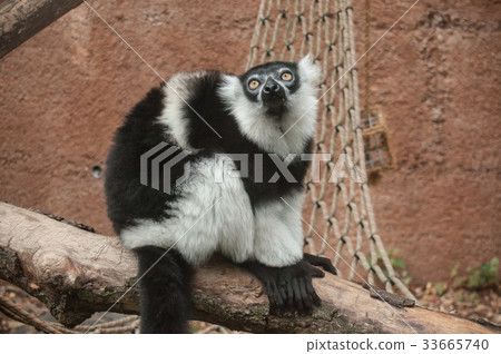 portrait of maki lemur sitting on branch 33665740