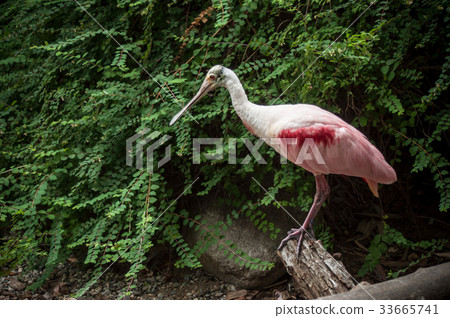 Portrait of a pink Roseate Spoonbill on branch Portrait of a pink Roseate Spoonbill on branch 33665741