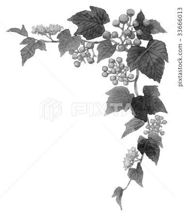 野豬上部框架材料黑白照片 野豬上部框架材料黑白照片 33666013