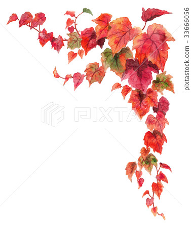 Top frame material of autumn leaves ivy Top frame material of autumn leaves ivy 33666056