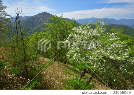 Shiroyama和Nikko Shiraneyama從開花的山脊 33666069