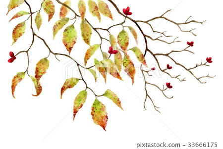 秋天山茱萸分支 秋天山茱萸分支 33666175