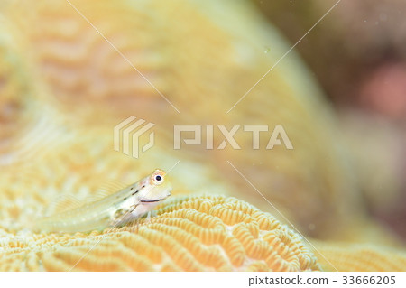 石垣青蛙 33666205