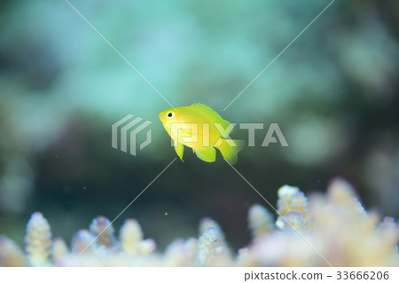 Nettai麻雀 Nettai麻雀 33666206