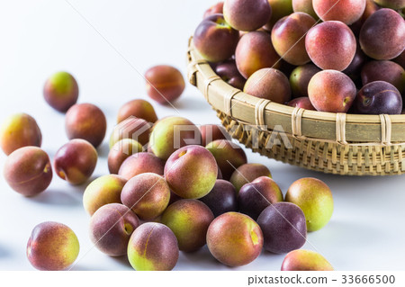 Koume small-grained white plum Koume small-grained white plum 33666500