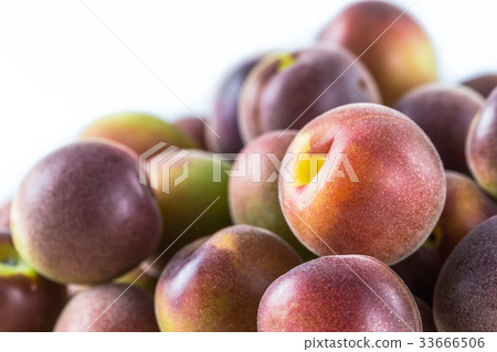 Koume小粒白梅 Koume小粒白梅 33666506