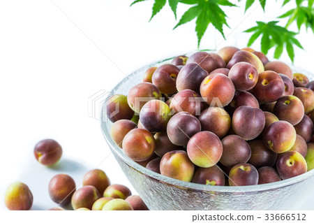 Koume小粒白梅 33666512