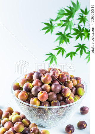 Koume小粒白梅 Koume小粒白梅 33666515