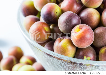 Koume小粒白梅 Koume小粒白梅 33666516