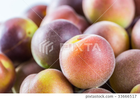 Koume小粒白梅 Koume小粒白梅 33666517