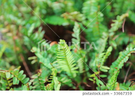 the plants for Chinese medicine the plants for Chinese medicine 33667359