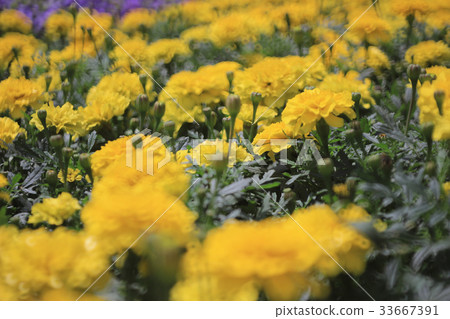 marigold flowers 33667391