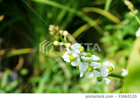 Quill flowers 33668120