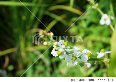 Quill flowers 33668124