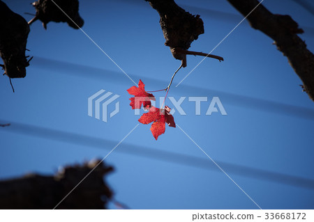 秋葉離開,秋天結束 秋葉離開,秋天結束 33668172