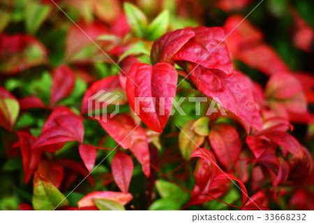 New Year's greetings New Year's greetings 33668232