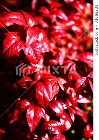 新年的問候 33668233