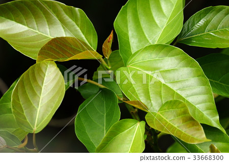 天然植物Guillainubiwa，Ushizu Ishigakijima。在發芽之前的光滑的年輕葉子 33668300